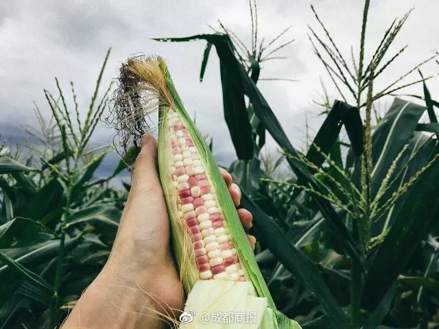 盗贼之海鹰眼枪的性能怎么样